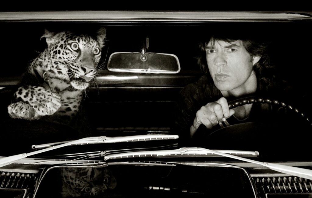 Mick Jagger & the Leopard - Los Angeles di Albert Watson